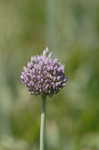 Broadleaf wild leek